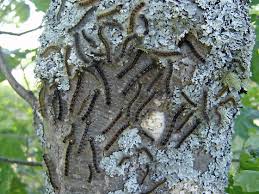 Attēlu rezultāti vaicājumam “Lymantria dispar larva”