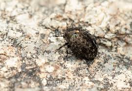 Attēlu rezultāti vaicājumam “Cytilus sericeus”