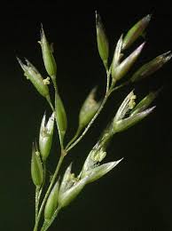 Attēlu rezultāti vaicājumam “Agrostis canina leaf”