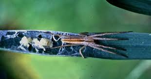 Attēlu rezultāti vaicājumam “Tibellus oblongus”