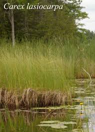 Attēlu rezultāti vaicājumam “Carex lasiocarpa leaf”