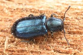 Attēlu rezultāti vaicājumam “Korynetes caeruleus”