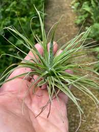 Image result for tillandsia umbellata