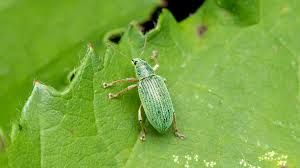 Attēlu rezultāti vaicājumam “Polydrusus mollis”