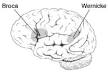 <b>Broca's</b> area and Wernicke's