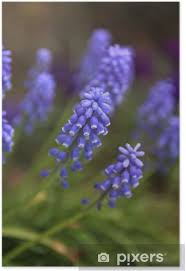 Attēlu rezultāti vaicājumam “Muscari botryoides flower”