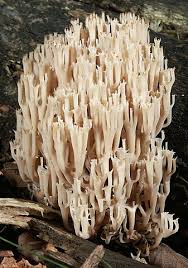 Attēlu rezultāti vaicājumam “Clavicorona pyxidata”