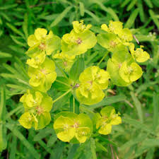 Attēlu rezultāti vaicājumam “Euphorbia virgata leaf”