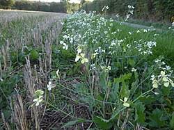 Attēlu rezultāti vaicājumam “Raphanus raphanistrum flower”