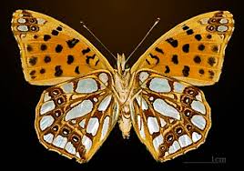 Attēlu rezultāti vaicājumam “Issoria lathonia”