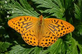 Attēlu rezultāti vaicājumam “Argynnis paphia underside”