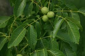 Attēlu rezultāti vaicājumam “Juglans regia”