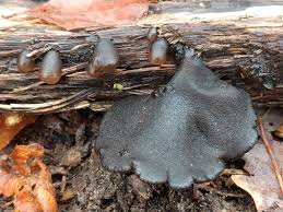 Attēlu rezultāti vaicājumam “Exidia truncata”