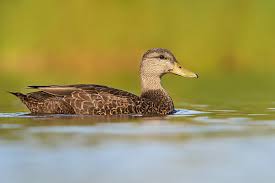 Image result for Anas rubripes