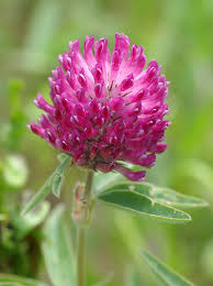 Attēlu rezultāti vaicājumam “Trifolium alpestre”
