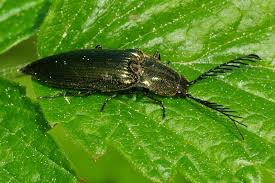 Attēlu rezultāti vaicājumam “Ctenicera pectinicornis female”