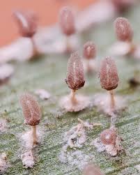 Attēlu rezultāti vaicājumam “Diachea leucopodia stalked”