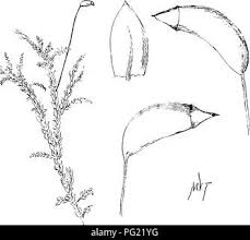 Attēlu rezultāti vaicājumam “Pleuridium subulatum sporophyte”