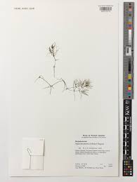 Attēlu rezultāti vaicājumam “Najas tenuissima”