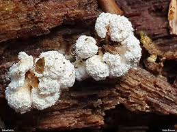 Attēlu rezultāti vaicājumam “Diderma subincarnatum spores”