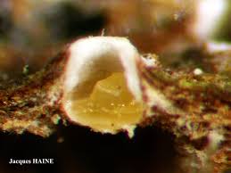 Attēlu rezultāti vaicājumam “Stictis”