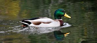 Attēlu rezultāti vaicājumam “Anas platyrhynchos eggs”