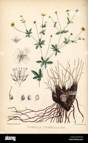 Image result for Potentilla tormentilla