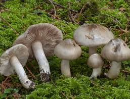 Attēlu rezultāti vaicājumam “Sowerbyella radiculata”