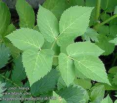 Attēlu rezultāti vaicājumam “Aegopodium podagraria leaf”