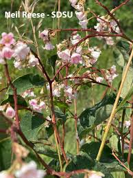 Attēlu rezultāti vaicājumam “Apocynaceae”