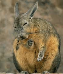 Image result for viscacha