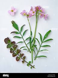 Attēlu rezultāti vaicājumam “Cardamine pratensis flower”
