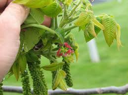 Attēlu rezultāti vaicājumam “Juglans cinerea”