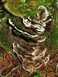 Attēlu rezultāti vaicājumam “Cerrena unicolor”