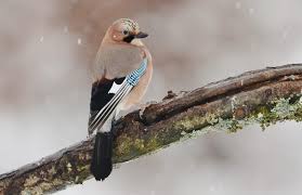 Attēlu rezultāti vaicājumam “Garrulus glandarius adult”