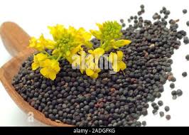 Attēlu rezultāti vaicājumam “Brassica napus fruit”