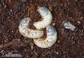 Attēlu rezultāti vaicājumam “Osmoderma barnabita”