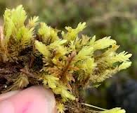 Attēlu rezultāti vaicājumam “Aulacomnium”