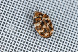 Attēlu rezultāti vaicājumam “Anthrenus sp. imago”