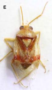 Attēlu rezultāti vaicājumam “Orthops campestris”