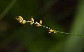 Attēlu rezultāti vaicājumam “Carex disperma”