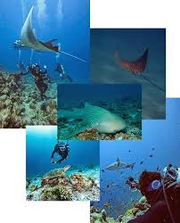 Image result for Manta Divers Sub-Aqua Club