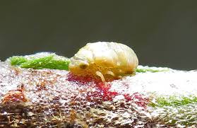 Attēlu rezultāti vaicājumam “Aphrophoridae nymph”