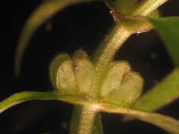 Attēlu rezultāti vaicājumam “Callitriche cophocarpa leaf”