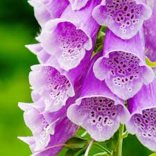 Attēlu rezultāti vaicājumam “Digitalis purpurea flower”