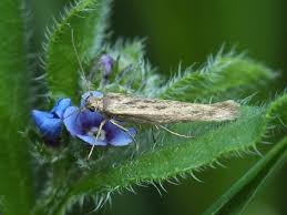 Attēlu rezultāti vaicājumam “Scythris limbella”
