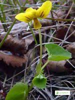 Attēlu rezultāti vaicājumam “Viola uliginosa leaf”