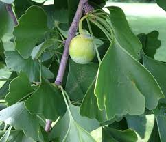 Attēlu rezultāti vaicājumam “Ginkgo biloba fruit”