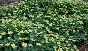 Attēlu rezultāti vaicājumam “Anemone x lipsiensis leaf”