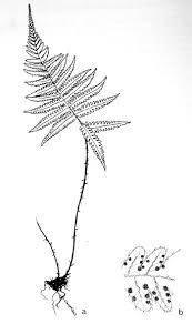 Attēlu rezultāti vaicājumam “Phegopteris connectilis”